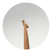 Miller termite ascending a toothpick